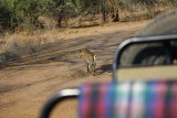 Leopard close to our vehicle