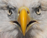 Bald Eagle up close and personal