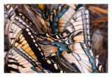 Butterfly Abstract