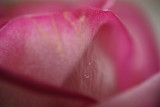 Rose petal with water droplets