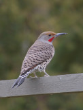 Male and Female  Northern Flickers