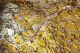 Peixe Cachimbo - Black-breasted pipefish