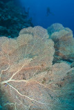 Gorgonia - Gorgonian Fan Corals