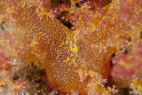 Coral  mole - Soft coral