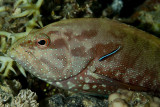 Garoupa - Gabriellas grouper (Epinephelus gabriellae)