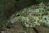 Garoupa - Greasy Grouper (Epinephelus tauvina)