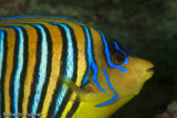 Royal angelfish (Pygoplites diacanthus)