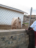 Luke Meets a Horse in El Rosario