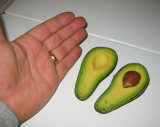 First Avocado from OUR tree.jpg