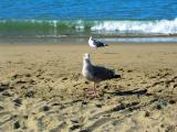 Birds at the beach