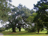 Two of the majestic oaks at Carvilles Leprosarium