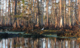 Louisiana Bayou Scene