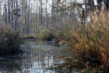 The Sounds of Louisianas Marshland