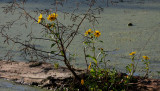 Bur-marigold (Bidens laevis)