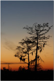 Cypress at Sunset