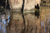 A very old cypress tree