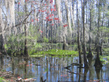 A Swamp in February