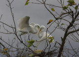 Great Egrets Busy With Nest Building