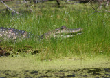 Alligator in Waiting