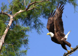 Eagle