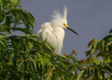 Little Snowy Egret in His Mating Finery