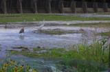 Spillway Water Attracts Birds