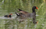 Moorhen and Baby