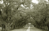 Oak Alley Plantation