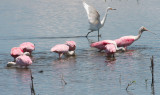 Roseate Spoonbills and a Snowy Egret