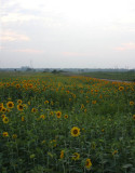 Sunflowers, Glorious Sunflowers