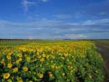 Just One More Sunflower Field Shot