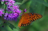Butterfly on Ironweed