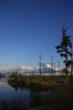 Dead Cypresses Killed by Saltwater Intrusion