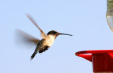 Hungry Little Hummingbird