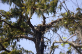 Eagles Hopefully Building New Nest - September 23,  2012