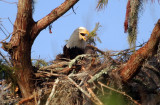 Bald Eagle - Working hard with branch she just carried in  to finish the nest - September 28, 2012