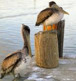 Louisiana Pelicans