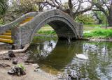 Stone Bridge in City Park with Swan