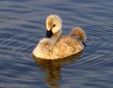 Cygnet in the Early Morning Sun