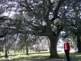 Lafrenieres First Registered Live Oak (Quercus virginiana)