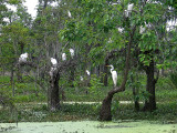 A Rookery in Full Bloom