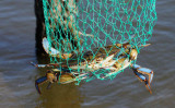 No Escape - Louisiana Blue Crab