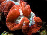 coral