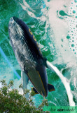 the airwhale