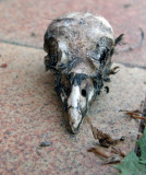 Bird Skull