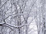 snowy trees 01
