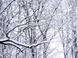 snowy trees 02