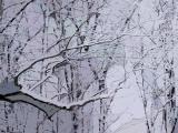 snowy trees 03