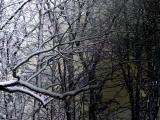 snowy trees 05