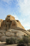 Joshua Tree